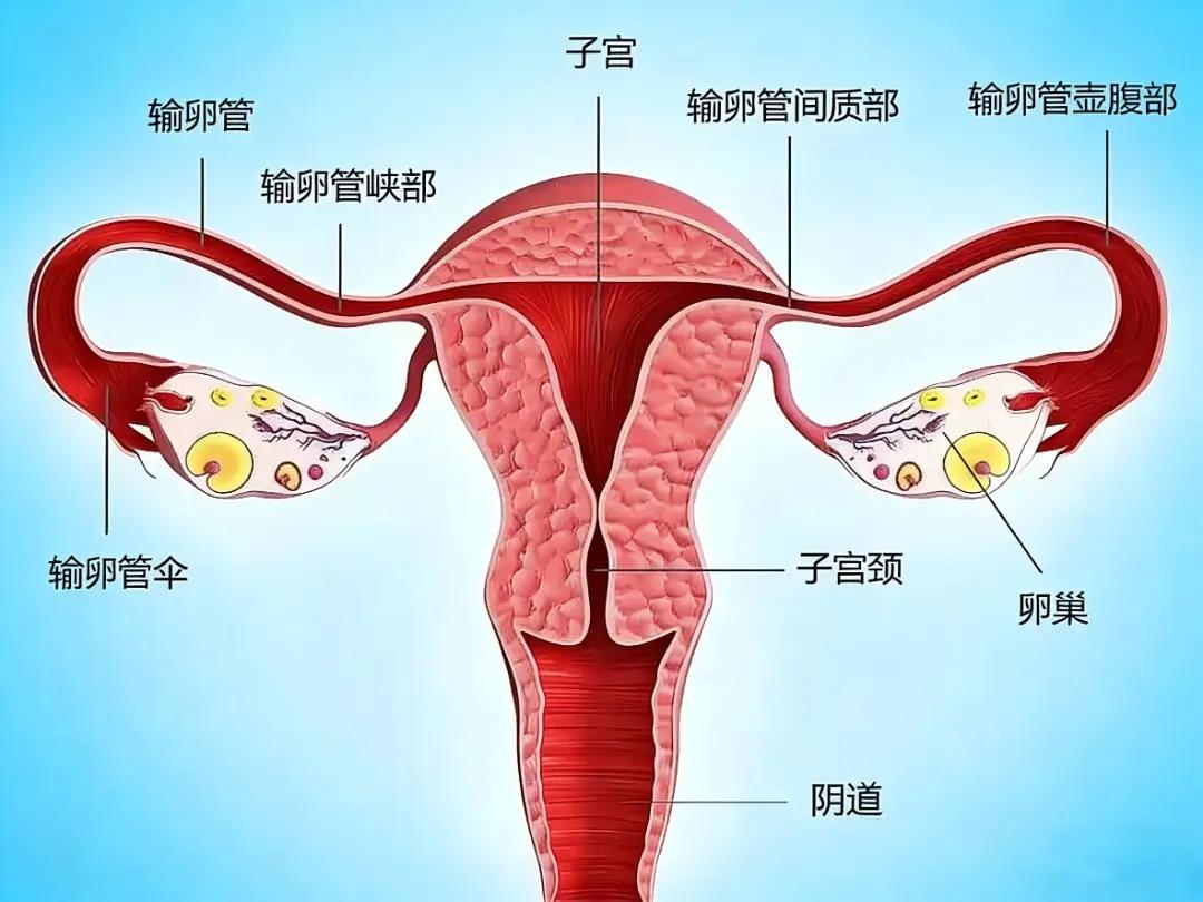 了解输卵管：女性生殖健康中至关重要的“生命通道”